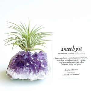 Small Amethyst Crystal Air Plant Holder Includes live Air Plant and Happy Birthday Gift Box