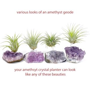 Small Amethyst Crystal Air Plant Holder Includes live Air Plant and Happy Birthday Gift Box