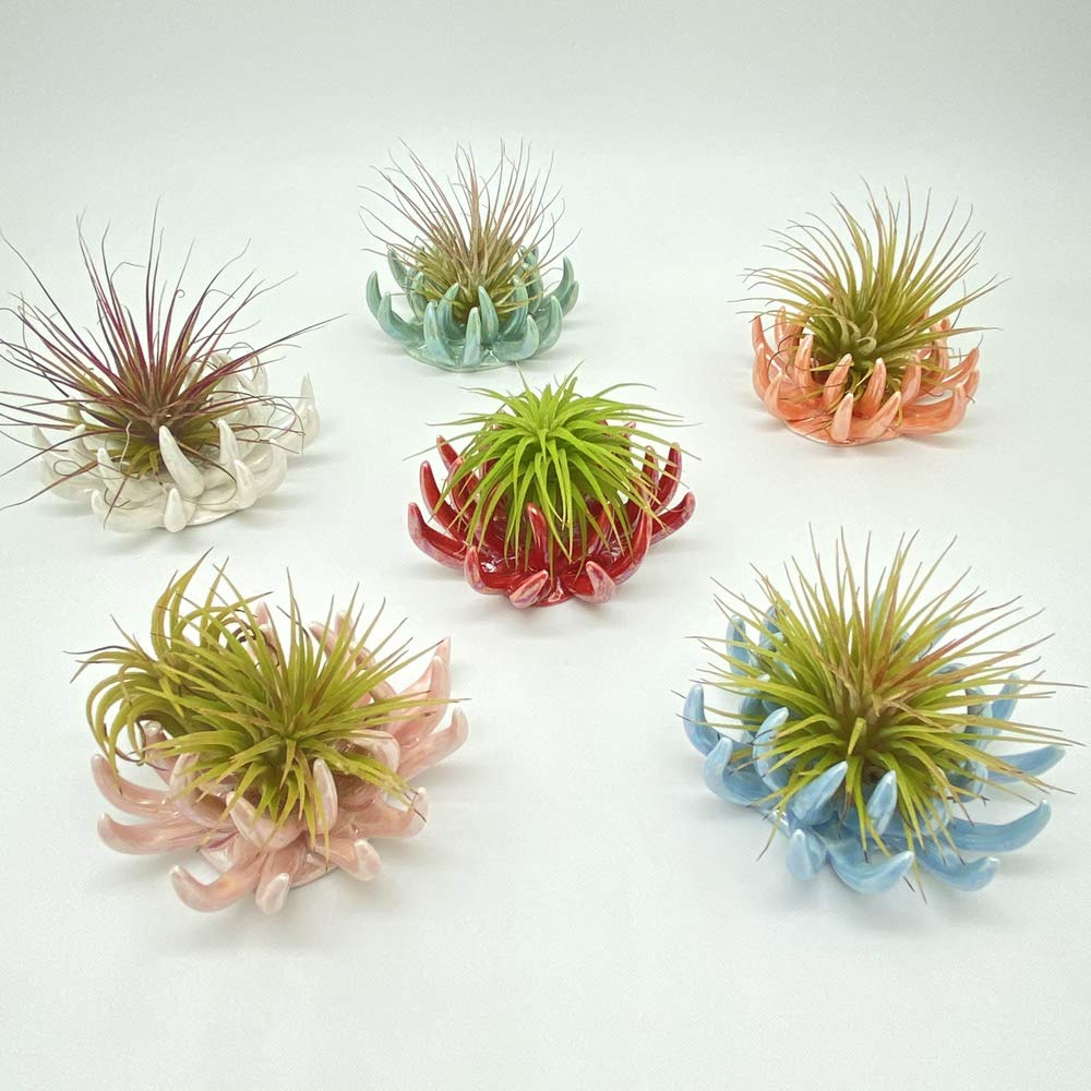 Tillandsiart 6 Pack air plant Holders (6Pcs Air Plant Containers w/6 Colors Assorted) A Ceramic Coral Set to CreateGifts or Decorate Tabletop - air plants Not Included