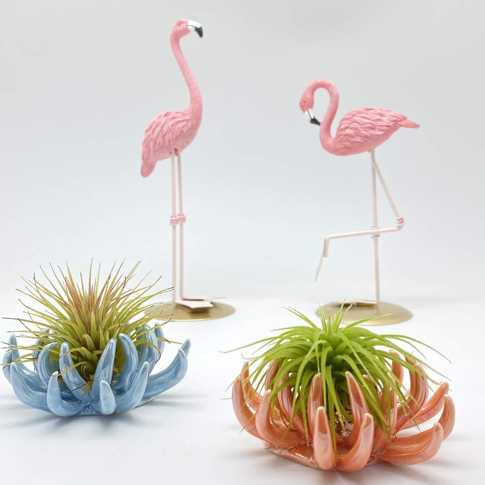 Tillandsiart 6 Pack air plant Holders (6Pcs Air Plant Containers w/6 Colors Assorted) A Ceramic Coral Set to CreateGifts or Decorate Tabletop - air plants Not Included