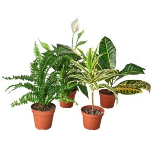 house plant shop | air purifying variety bundle - 3" pot | live indoor plant | easy to care | natural décor plant | great gifts | free care guide