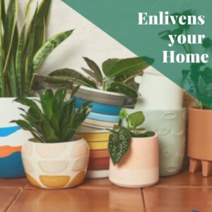 HOUSE PLANT SHOP | Air Purifying Variety Bundle - 3" Pot | Live Indoor Plant | Easy to Care | Natural Décor Plant | Great Gifts | Free Care Guide