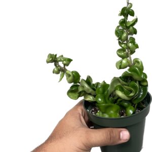 Hoya Compacta aka Hoya Hindu Rope Available in 2", 4", and 6" Pot Live Hoya Plant Air-Purifying Plant (Hoya Compacta, 4" Pot with 2 Plants)