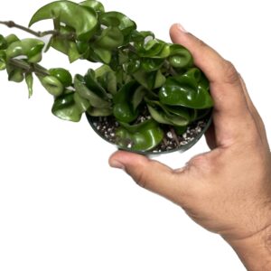 Hoya Compacta aka Hoya Hindu Rope Available in 2", 4", and 6" Pot Live Hoya Plant Air-Purifying Plant (Hoya Compacta, 4" Pot with 2 Plants)