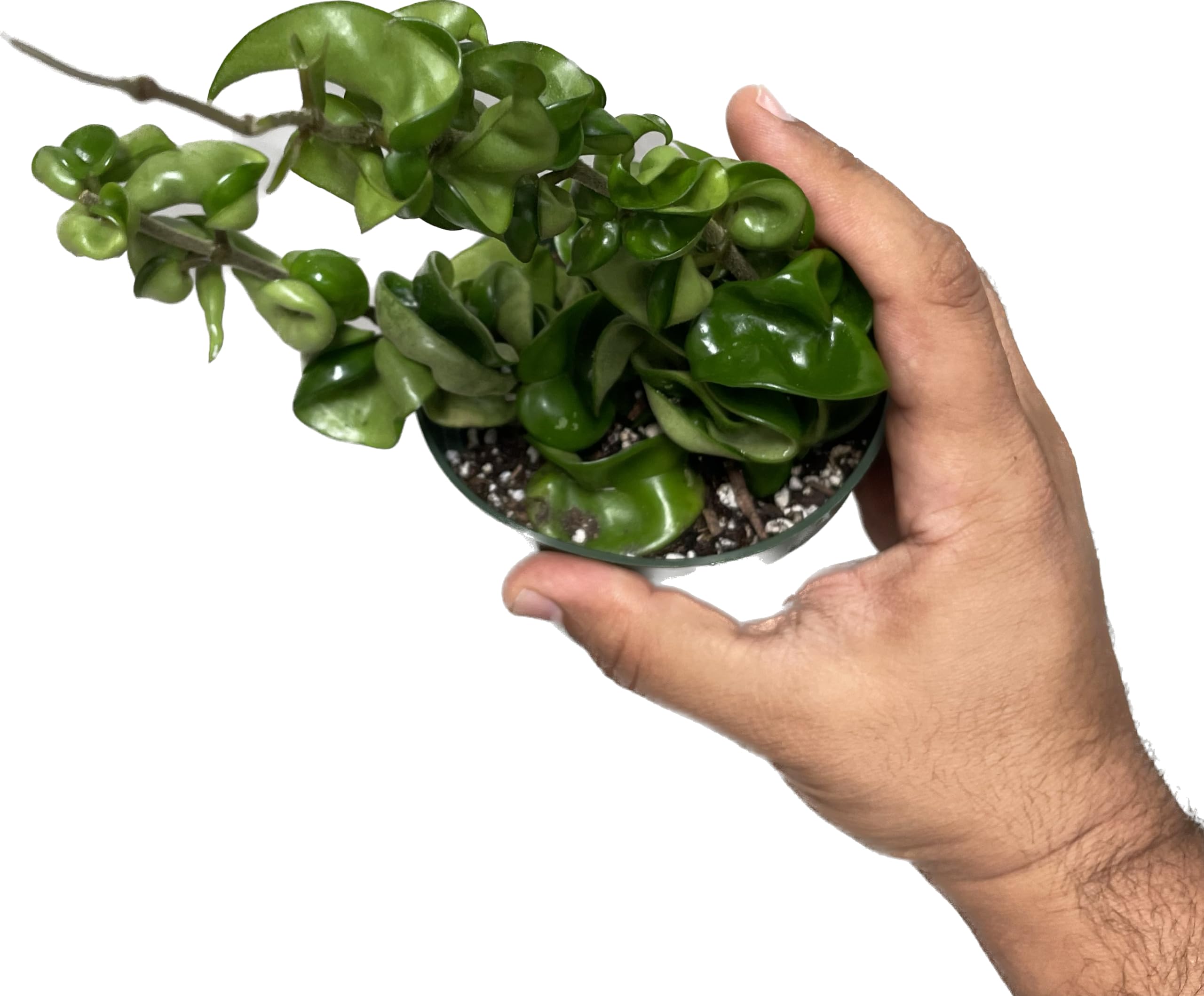 Hoya Compacta aka Hoya Hindu Rope Available in 2", 4", and 6" Pot Live Hoya Plant Air-Purifying Plant (Hoya Compacta, 4" Pot with 2 Plants)