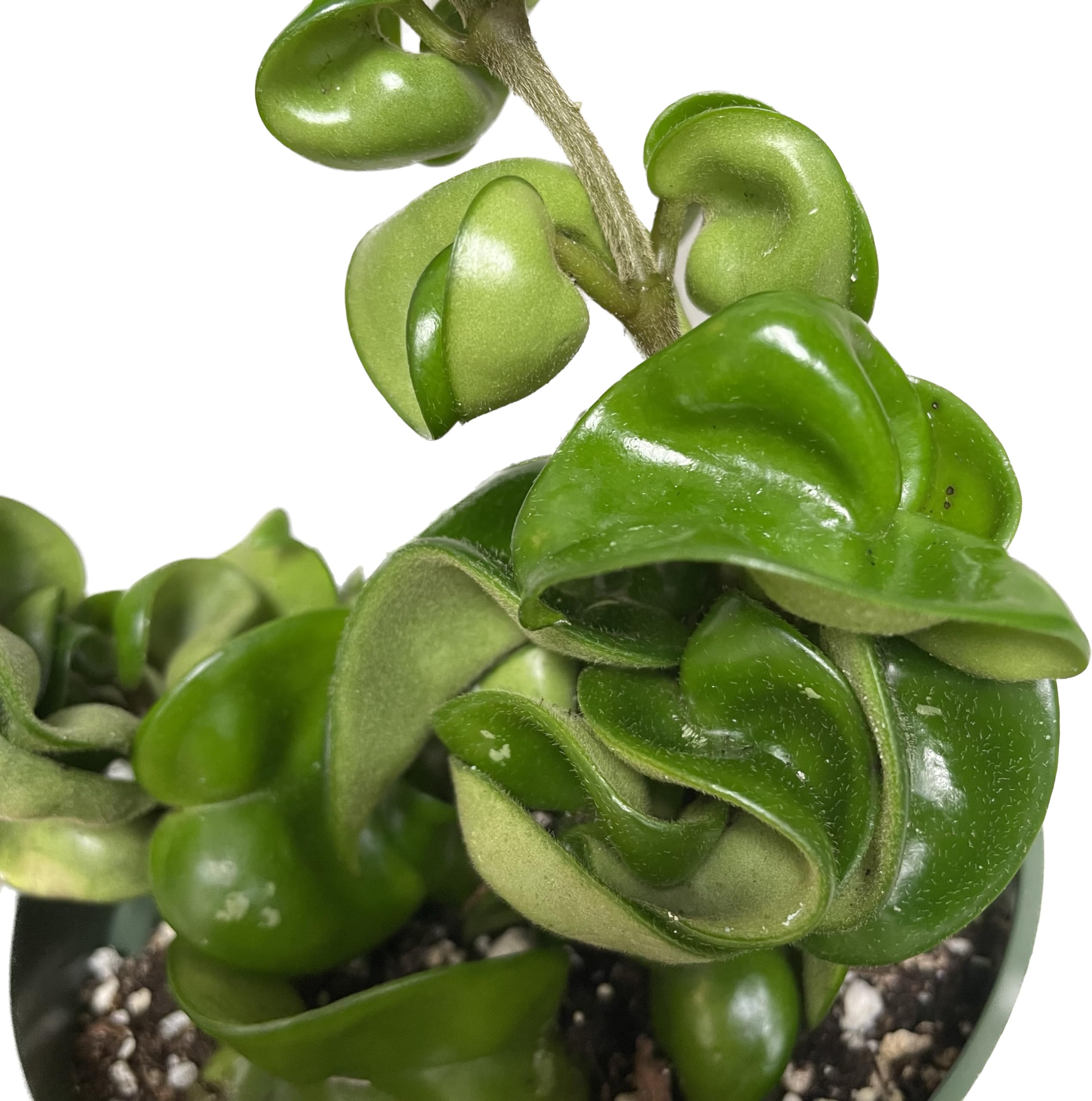 Hoya Compacta aka Hoya Hindu Rope Available in 2", 4", and 6" Pot Live Hoya Plant Air-Purifying Plant (Hoya Compacta, 4" Pot with 2 Plants)