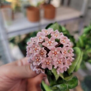 Hoya Compacta aka Hoya Hindu Rope Available in 2", 4", and 6" Pot Live Hoya Plant Air-Purifying Plant (Hoya Compacta, 4" Pot with 2 Plants)