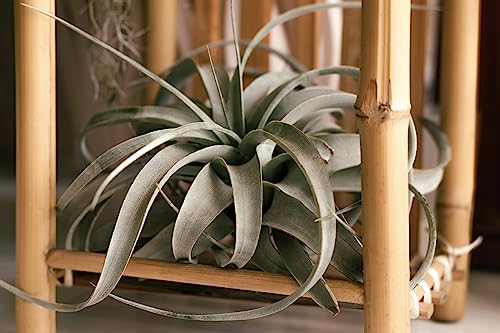 Tillandsia Xerographica Air Plant, Tillandsia Air Plants Live Large Indoor Plants Live Houseplants, Exotic Plants for Succulent Terrarium, Fairy Garden Decor, Succulents Live Plants by Plants for Pets