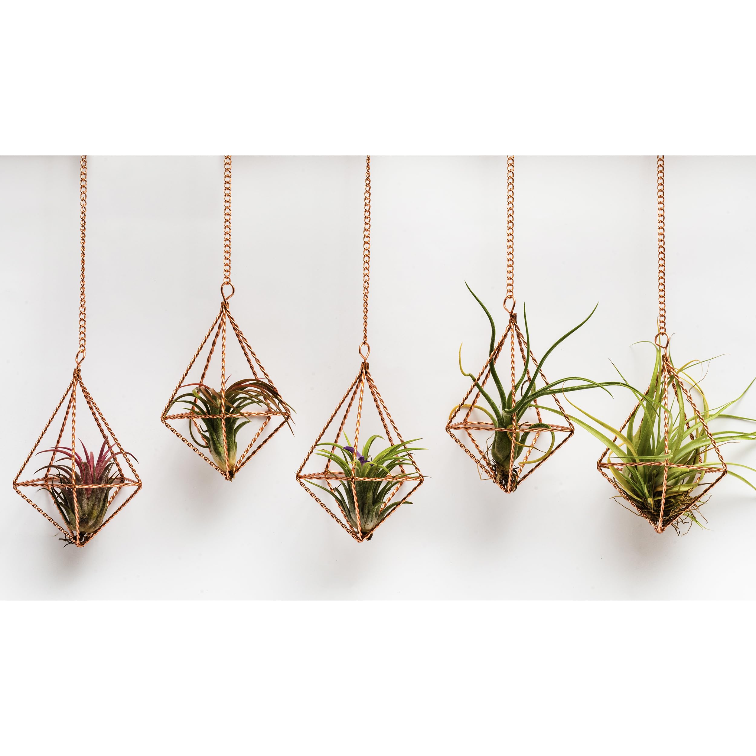 libproqia 5 Pcs Hanging Geometric Air Plants Holders Twisted Metal Airplant Hangers Small Diamond Shape Tillandsia Planter Display with Chains Himmeli Decor for Home and Office,Rose Gold