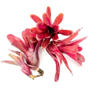 ragnaroc Live Plants - Bromeliad Neoregelia 'Fireball', Large 6" - 3ct - Live Arrival Guaranteed - House Plants for Home Decor & Gift