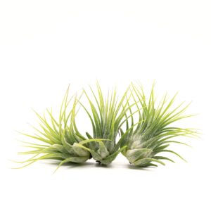 nw wholesaler - pack of 3 tillandsia air plants 1-2 inch - assorted air plant bundle - live indoor house air succulents - air ferns