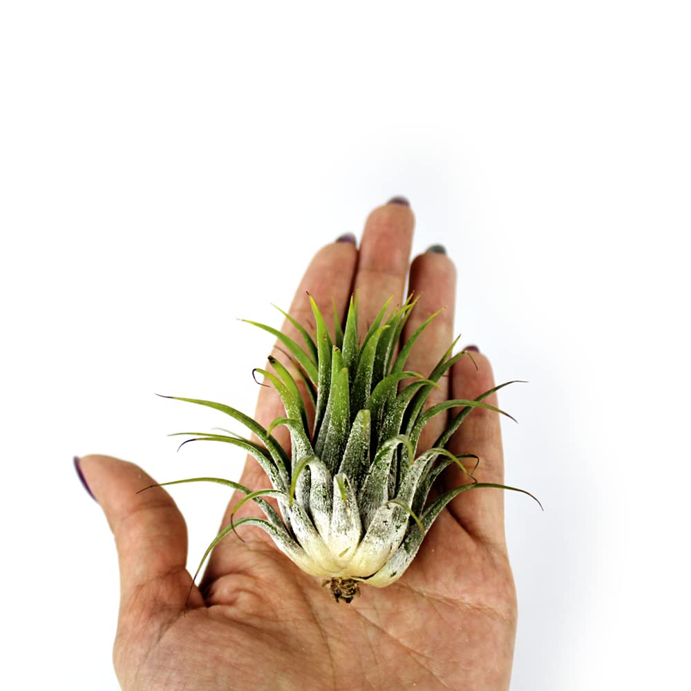 NW Wholesaler - Pack of 3 Tillandsia Air Plants 1-2 Inch - Assorted Air Plant Bundle - Live Indoor House Air Succulents - Air Ferns