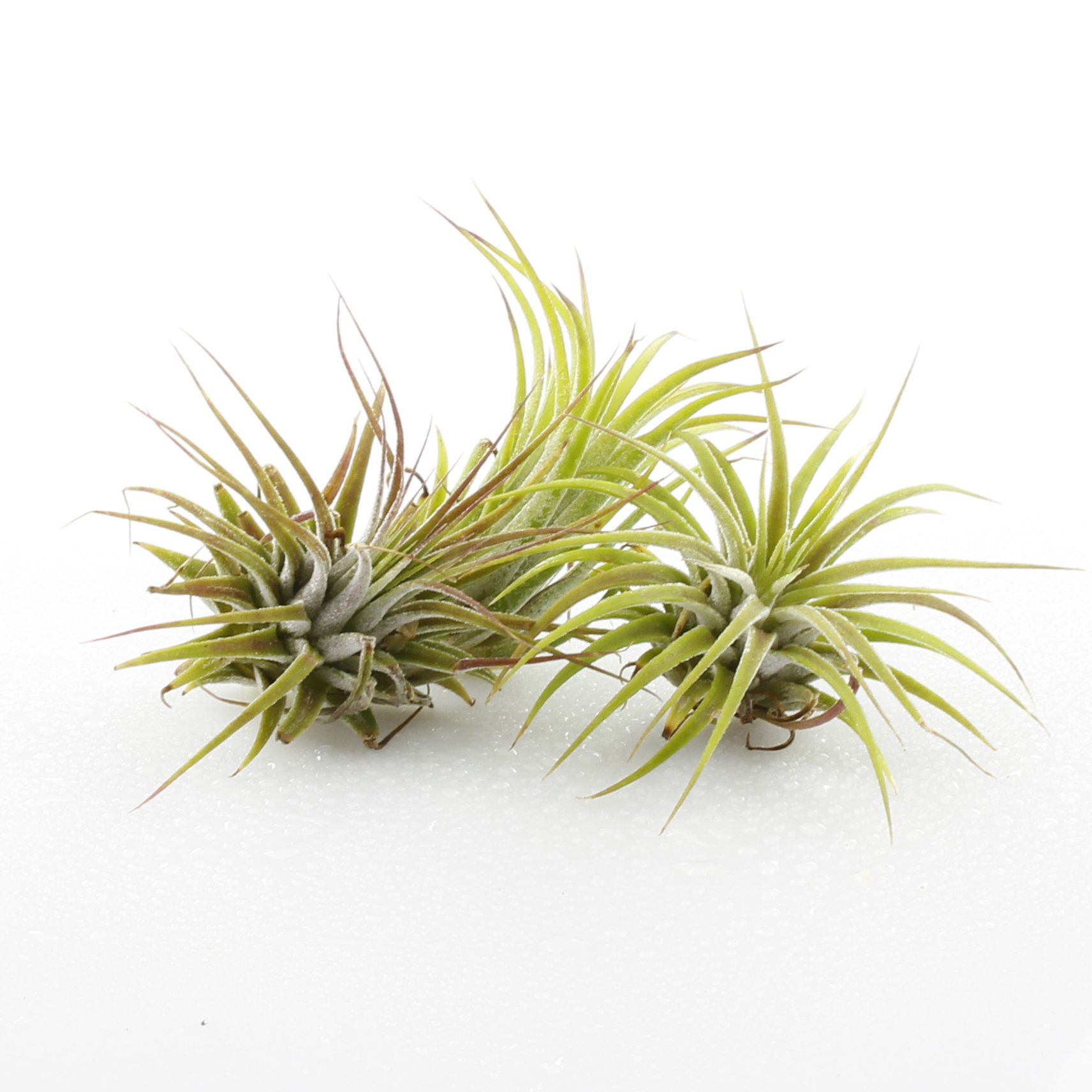 NW Wholesaler - Pack of 3 Tillandsia Air Plants 1-2 Inch - Assorted Air Plant Bundle - Live Indoor House Air Succulents - Air Ferns