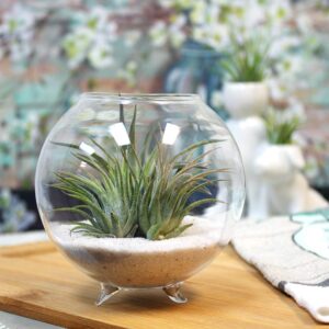 NW Wholesaler - Pack of 3 Tillandsia Air Plants 1-2 Inch - Assorted Air Plant Bundle - Live Indoor House Air Succulents - Air Ferns