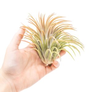 Air Plant Shop 10 Pack XL Tillandsia Ionantha Rubra- Wholesale and Bulk - Succulents - Live Tillandsia - Easy Care Indoor and Outdoor House Plants