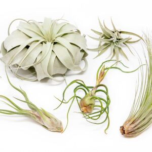 5 Pack of Large Tillandsia Air Plants - Xerographica, Juncea, Bulbosa, Caput Medusae & Harrisii- Live Succulent House Plants Availabe in Wholesale and Bulk - Easy Care Indoor and Outdoor Plants