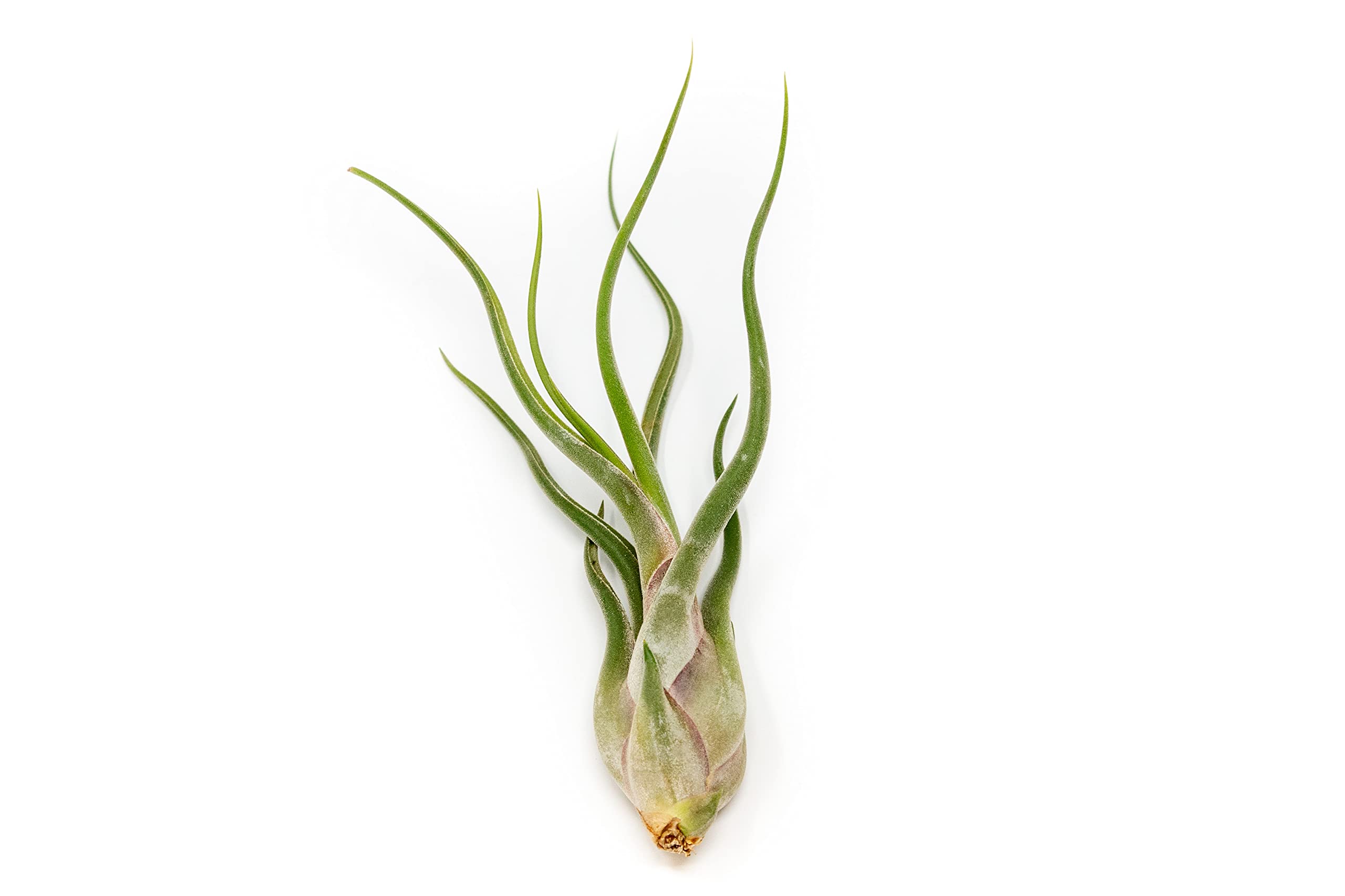 5 Pack of Large Tillandsia Air Plants - Xerographica, Juncea, Bulbosa, Caput Medusae & Harrisii- Live Succulent House Plants Availabe in Wholesale and Bulk - Easy Care Indoor and Outdoor Plants