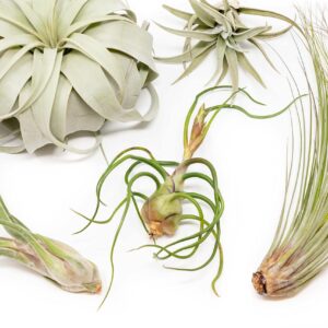 5 Pack of Large Tillandsia Air Plants - Xerographica, Juncea, Bulbosa, Caput Medusae & Harrisii- Live Succulent House Plants Availabe in Wholesale and Bulk - Easy Care Indoor and Outdoor Plants