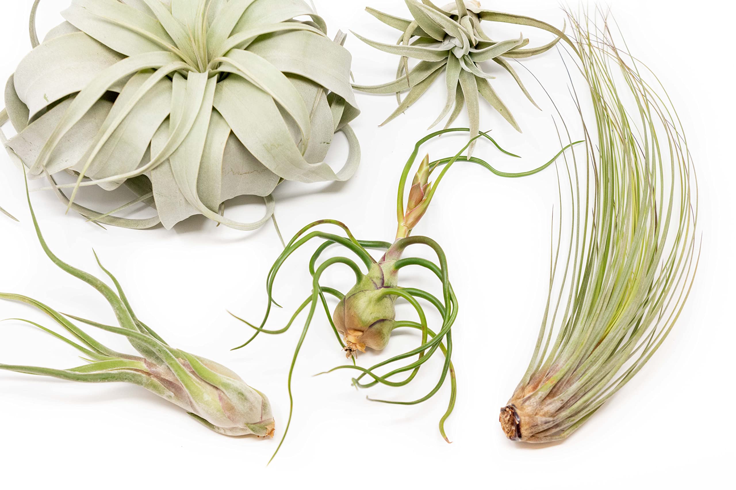 5 Pack of Large Tillandsia Air Plants - Xerographica, Juncea, Bulbosa, Caput Medusae & Harrisii- Live Succulent House Plants Availabe in Wholesale and Bulk - Easy Care Indoor and Outdoor Plants