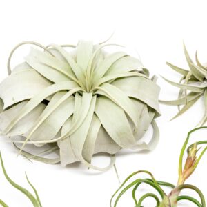 5 Pack of Large Tillandsia Air Plants - Xerographica, Juncea, Bulbosa, Caput Medusae & Harrisii- Live Succulent House Plants Availabe in Wholesale and Bulk - Easy Care Indoor and Outdoor Plants