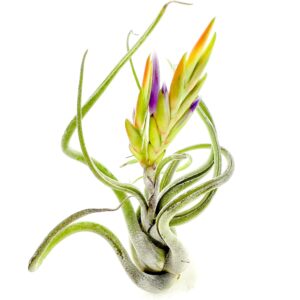 ragnaroc air plants - flowering tillandsia caput medusae, large 5-7" - 1ct - live arrival guaranteed - house plants for home decor & gift