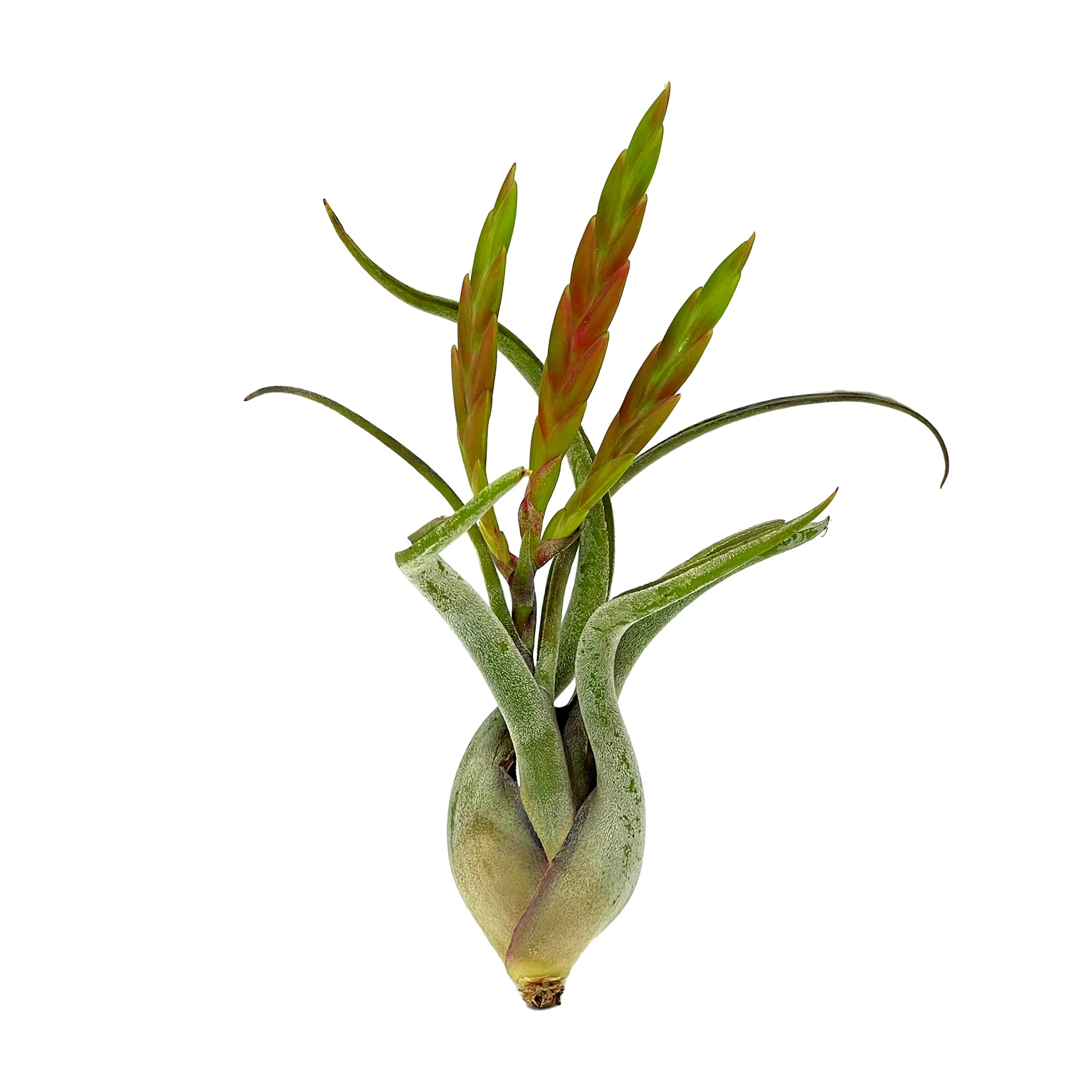 ragnaroc Air Plants - Flowering Tillandsia Caput Medusae, Large 5-7" - 1ct - Live Arrival Guaranteed - House Plants for Home Decor & Gift