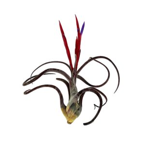 ragnaroc Air Plants - Flowering Tillandsia Caput Medusae, Large 5-7" - 1ct - Live Arrival Guaranteed - House Plants for Home Decor & Gift