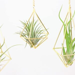 Geometric Hanging Tillandsia Holder Gold Metal Air Plants Holders Hanging for House Decor Living Room,Small Plant Holders Indoor Hanging,Plant Lover Gifts (5Pcs)