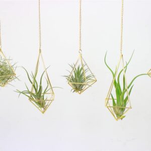 Geometric Hanging Tillandsia Holder Gold Metal Air Plants Holders Hanging for House Decor Living Room,Small Plant Holders Indoor Hanging,Plant Lover Gifts (5Pcs)