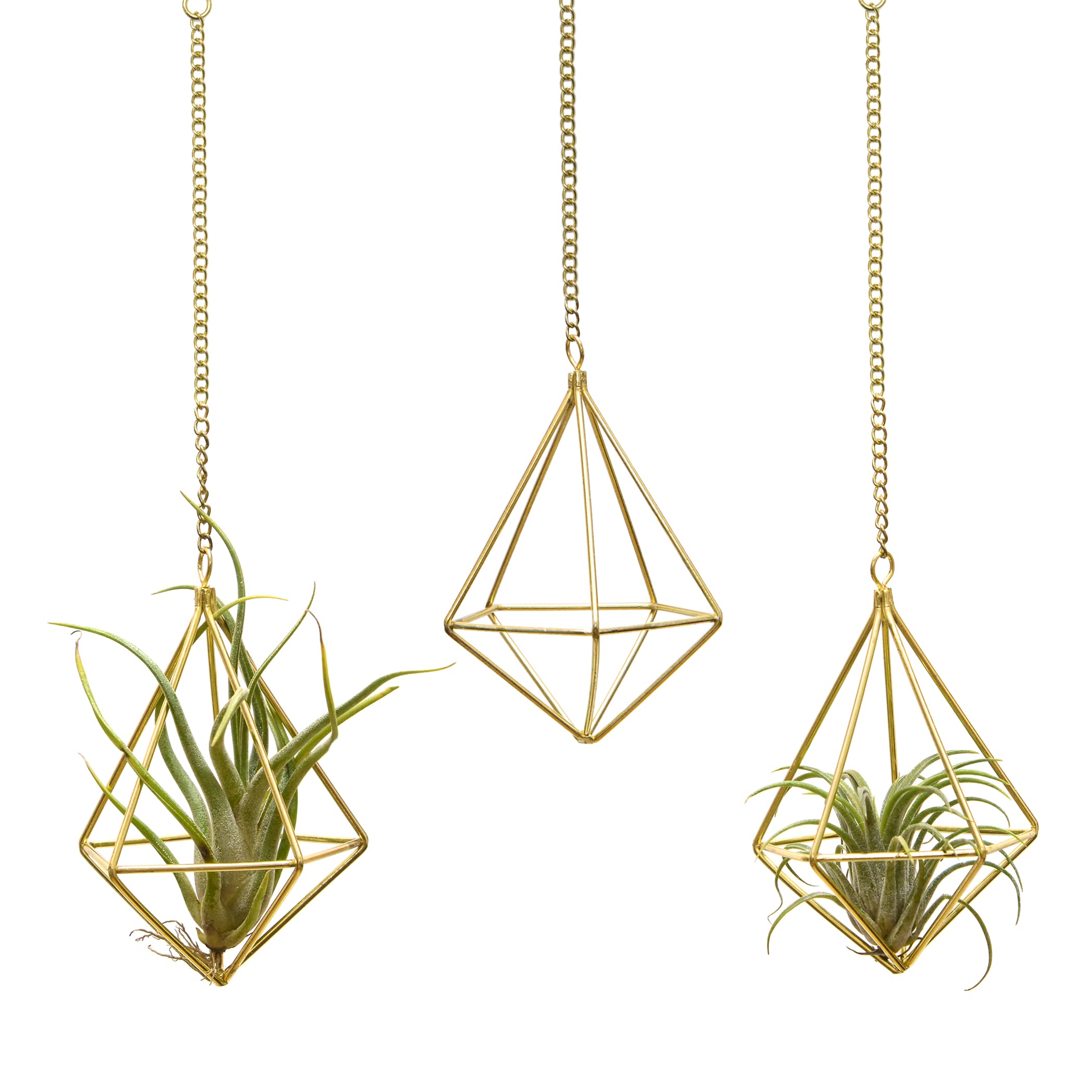 Geometric Hanging Tillandsia Holder Gold Metal Air Plants Holders Hanging for House Decor Living Room,Small Plant Holders Indoor Hanging,Plant Lover Gifts (5Pcs)