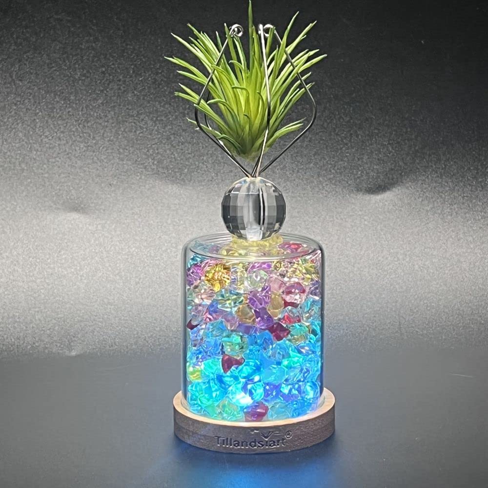 Tillandsiart 3Pack Air Plant Holders (3Pcs Air Plant Containers W/LED Lights) A decorative accessory for setting up air plant display for house decor.