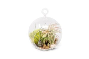 stunning flat bottom globe terrarium kit with small assorted air plants, beige stones and moss plant terrarium - live tillandsia air plants holder–glass terrariums for plants and succulents