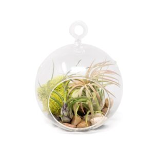 Stunning Flat Bottom Globe Terrarium Kit with Small Assorted Air Plants, Beige Stones and Moss Plant terrarium - Live Tillandsia Air Plants Holder–Glass Terrariums for plants and Succulents