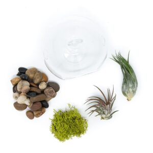 Stunning Flat Bottom Globe Terrarium Kit with Small Assorted Air Plants, Beige Stones and Moss Plant terrarium - Live Tillandsia Air Plants Holder–Glass Terrariums for plants and Succulents