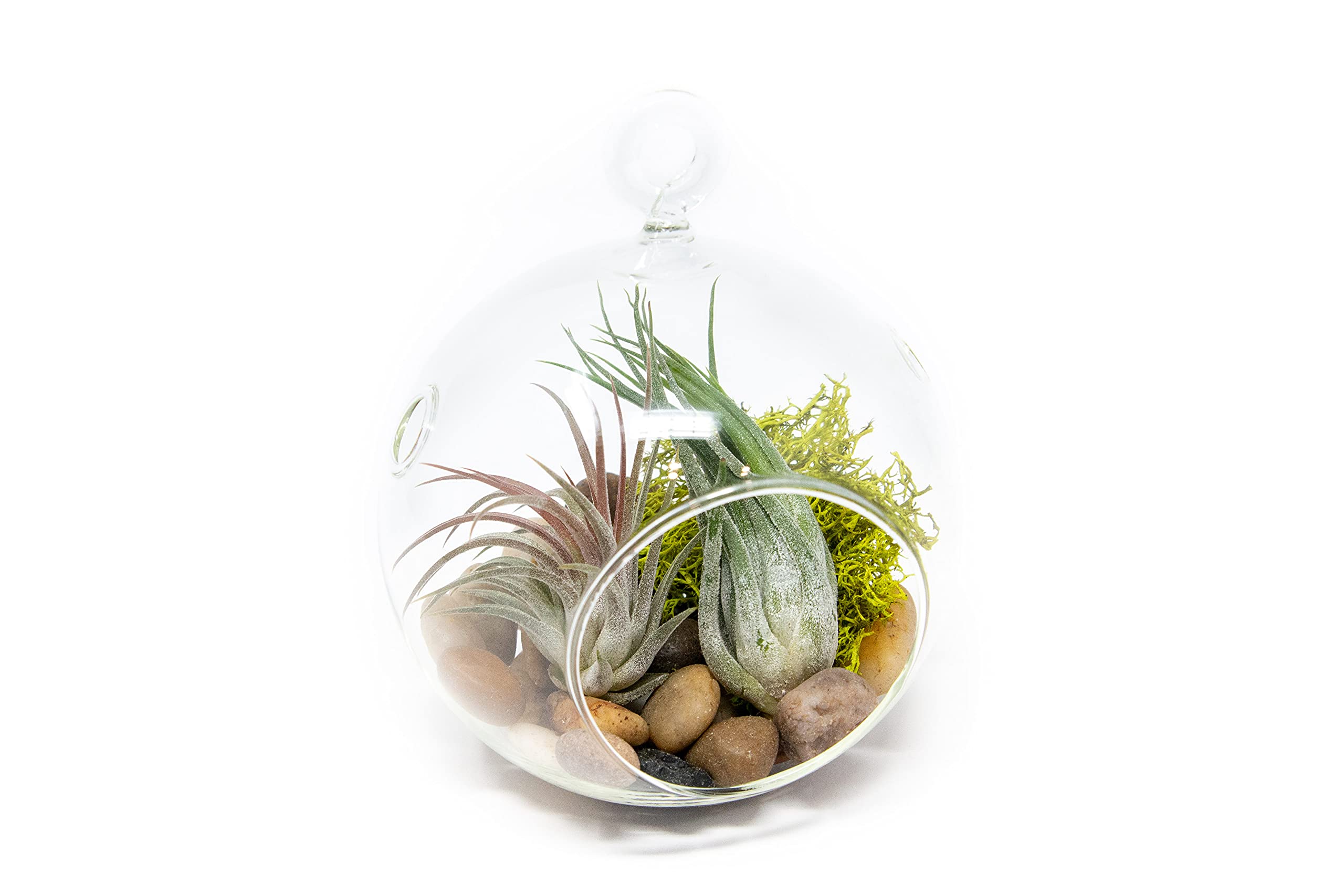 Stunning Flat Bottom Globe Terrarium Kit with Small Assorted Air Plants, Beige Stones and Moss Plant terrarium - Live Tillandsia Air Plants Holder–Glass Terrariums for plants and Succulents