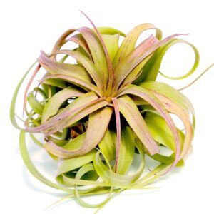 small air plants - 1 streptophylla hybrid - 2 to 4 inch air plant - color & form varies by season - 30 day guarantee on tillandsia from the drunken gnome (1, small 2-4")