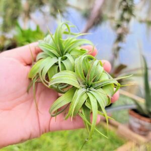 Small Air Plants - 1 Streptophylla Hybrid - 2 to 4 Inch Air Plant - Color & Form Varies by Season - 30 Day Guarantee on Tillandsia from The Drunken Gnome (1, Small 2-4")