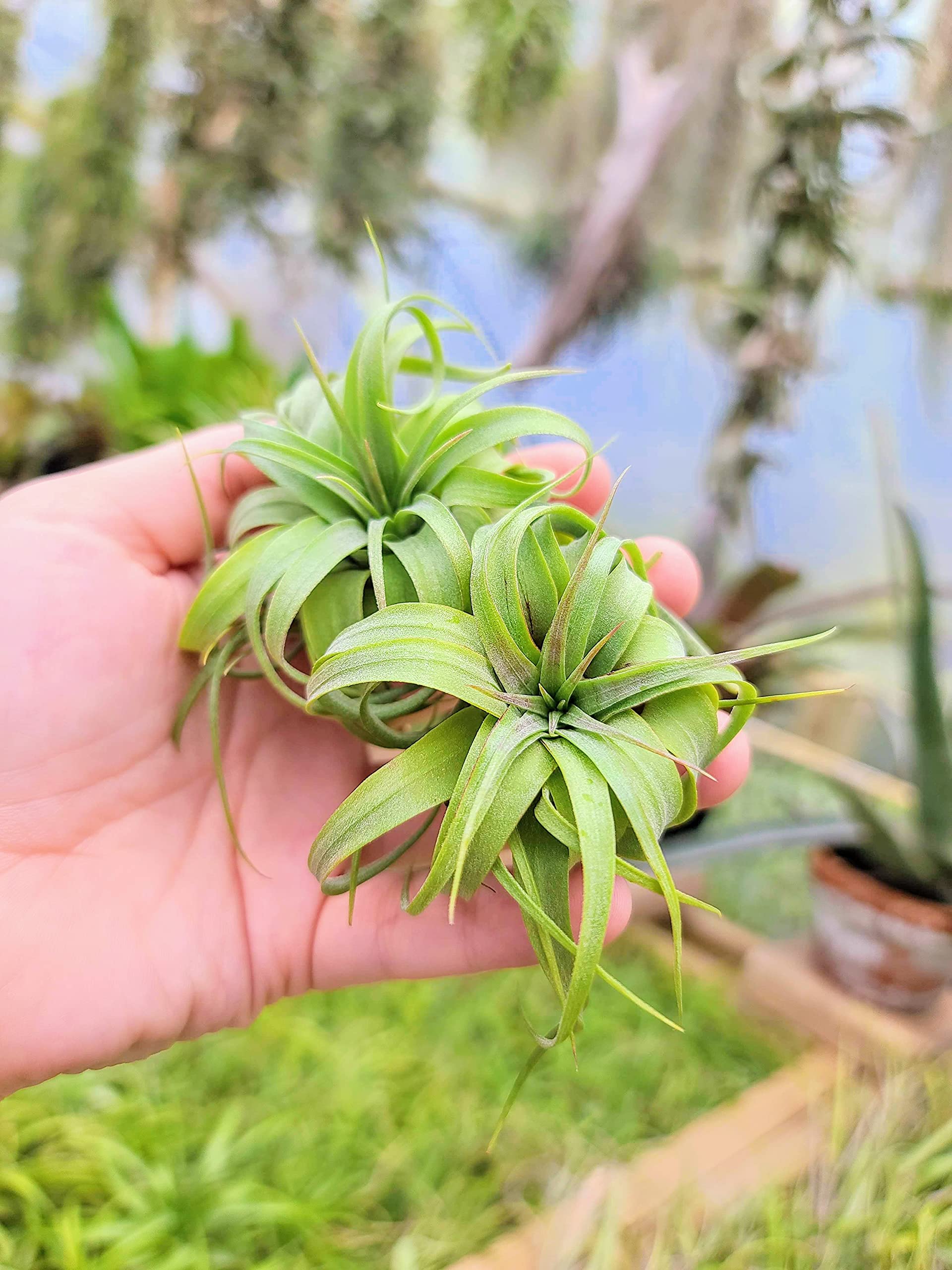 Small Air Plants - 1 Streptophylla Hybrid - 2 to 4 Inch Air Plant - Color & Form Varies by Season - 30 Day Guarantee on Tillandsia from The Drunken Gnome (1, Small 2-4")