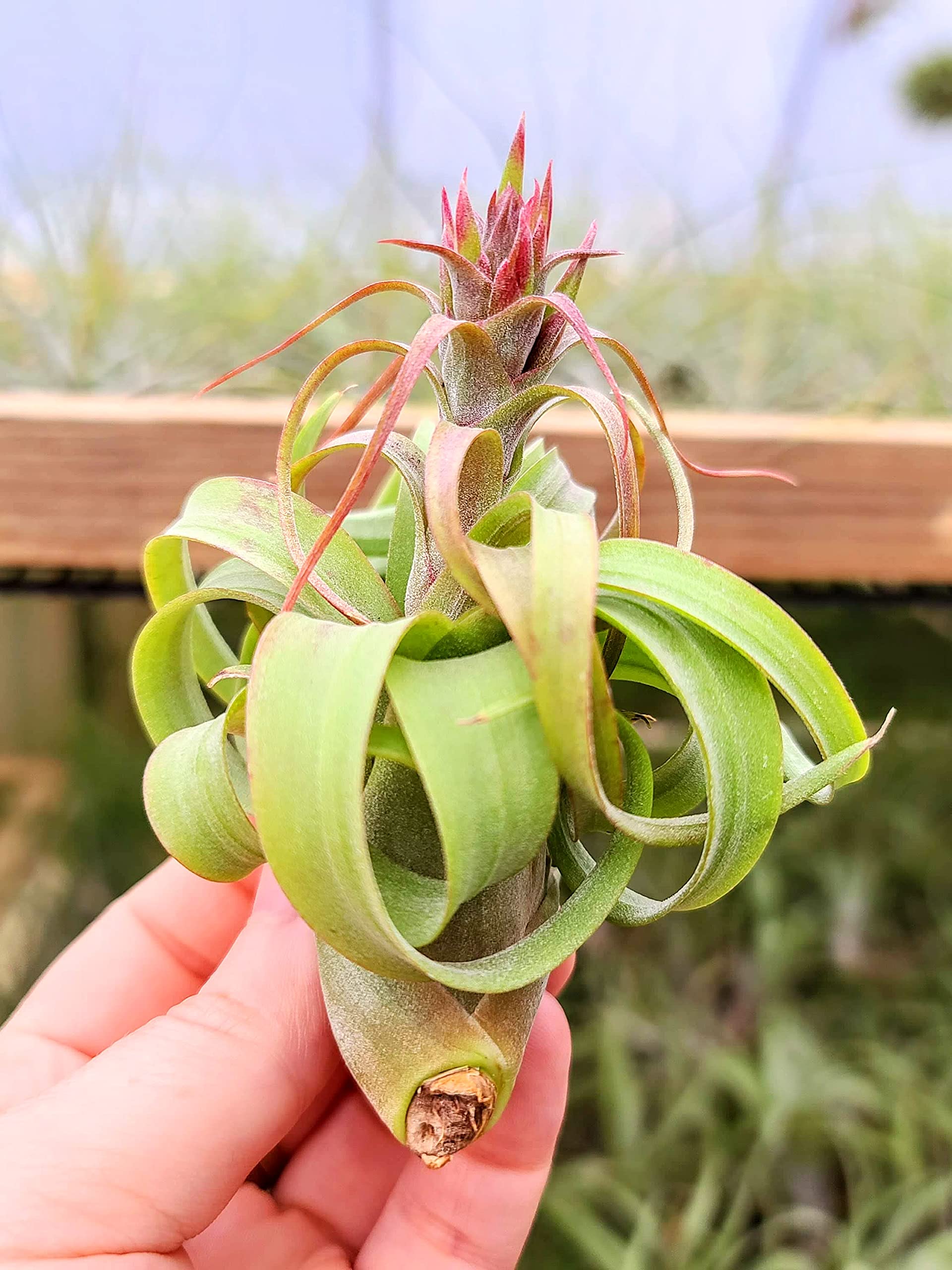 Small Air Plants - 1 Streptophylla Hybrid - 2 to 4 Inch Air Plant - Color & Form Varies by Season - 30 Day Guarantee on Tillandsia from The Drunken Gnome (1, Small 2-4")