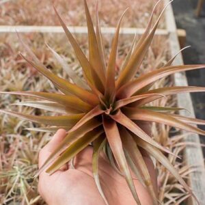 Live Tillandsia Capitata Peach Colorful Air Plant 6-8 inch Enhanced Color Highlighted Grows a Huge 14 inches Easy Care Indoor Outdoor Home Decor Gift Airplant Awesome Industries (Moonbeam 6")