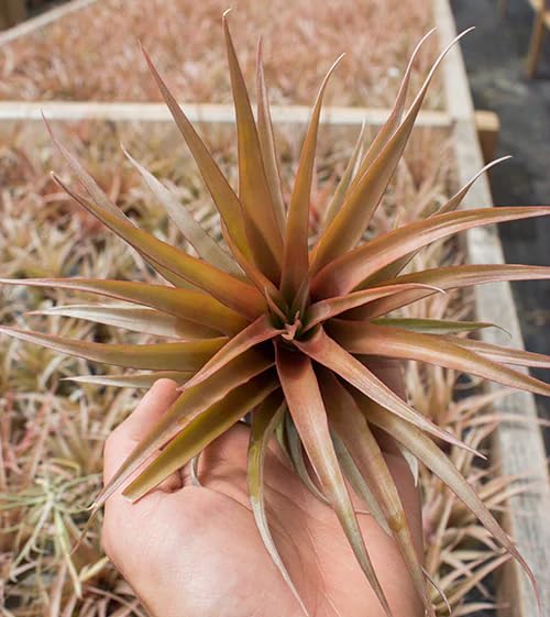 Live Tillandsia Capitata Peach Colorful Air Plant 6-8 inch Enhanced Color Highlighted Grows a Huge 14 inches Easy Care Indoor Outdoor Home Decor Gift Airplant Awesome Industries (Moonbeam 6")