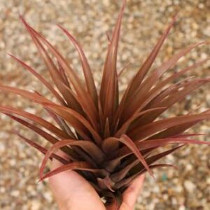 Live Tillandsia Capitata Peach Colorful Air Plant 6-8 inch Enhanced Color Highlighted Grows a Huge 14 inches Easy Care Indoor Outdoor Home Decor Gift Airplant Awesome Industries (Moonbeam 6")