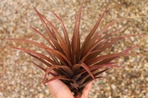 Live Tillandsia Capitata Peach Colorful Air Plant 6-8 inch Enhanced Color Highlighted Grows a Huge 14 inches Easy Care Indoor Outdoor Home Decor Gift Airplant Awesome Industries (Moonbeam 6")