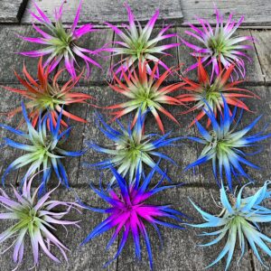 Live Tillandsia Capitata Peach Colorful Air Plant 6-8 inch Enhanced Color Highlighted Grows a Huge 14 inches Easy Care Indoor Outdoor Home Decor Gift Airplant Awesome Industries (Moonbeam 6")