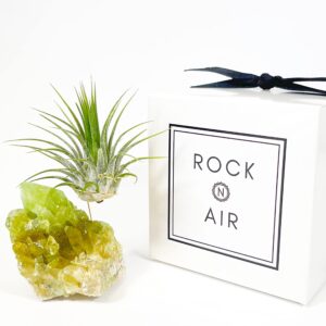 green calcite crystal air plant holder gift includes healthy live air plant and gift box great gift for friend co-worker or neighbor