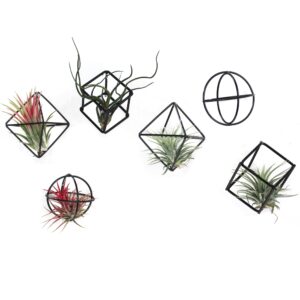 zooelay small air plant holders stand black airplants rack planters metal air fern plant display cage geometric tillandsia pot containers gift idea 6 pcs