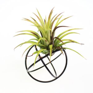 ZOOELAY Small Air Plant Holders Stand Black Airplants Rack Planters Metal Air Fern Plant Display Cage Geometric Tillandsia Pot Containers Gift Idea 6 Pcs