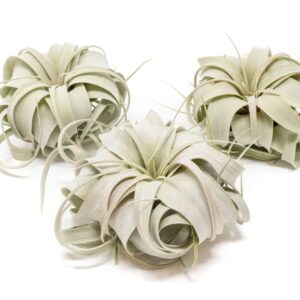 Air Plant Shop 3 Pack Mini Tillandsia Xerographica- Wholesale and Bulk - Succulents - Live Tillandsia - Easy Care Indoor and Outdoor House Plants