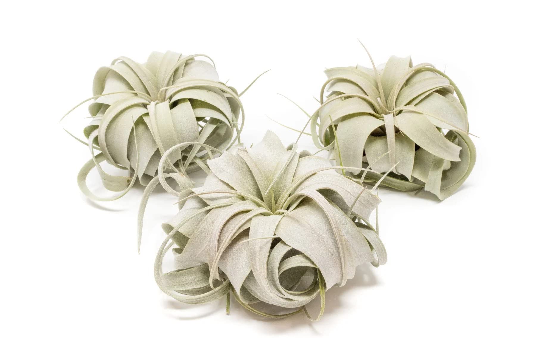 Air Plant Shop 3 Pack Mini Tillandsia Xerographica- Wholesale and Bulk - Succulents - Live Tillandsia - Easy Care Indoor and Outdoor House Plants