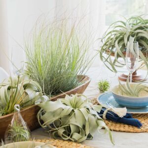 Air Plant Shop 3 Pack Mini Tillandsia Xerographica- Wholesale and Bulk - Succulents - Live Tillandsia - Easy Care Indoor and Outdoor House Plants